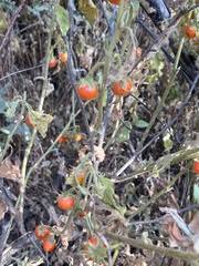 Image result for Leucosphaera bainesii