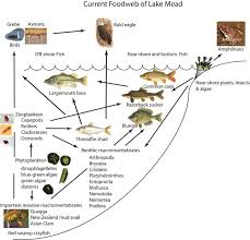 Adanya rantai makanan ini merupakan wujud dari keseimbangan ekosistem. Jaring Jaring Makanan Yang Terjadi Di Danau Laut Sawah Dan Hutan