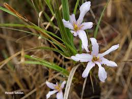 Image result for Xerophyta retinervis