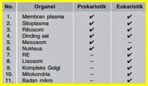 Dengan demikian, anggota makhluk hidup yang tergabung dalam sel eukariotik lebih banyak dari sel prokariotik. Persamaan Sel Prokariotik Dan Eukariotik Materi Sekolah Pengayaan Com