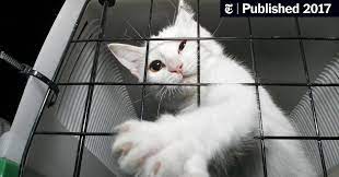 The most common of these include yelp!, the better business bureau, and transport reviews, all three. How To Move When You Have Dogs And Cats The New York Times