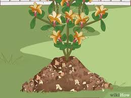 It was in a 3 gallon container. How To Plant Azaleas 11 Steps With Pictures Wikihow