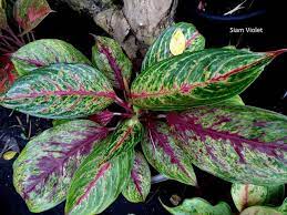 Pin Di Leaves