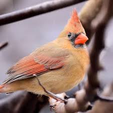 Small Birds That Look Like Cardinals Pin On Animals