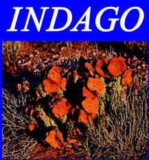 Image result for Plinthus karooicus