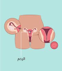 المهبل والأعضاء الداخلية - الحب ثقافة