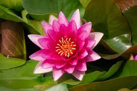 Image result for Nymphaea
