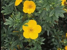 We did not find results for: Shade Tolerant Shrubs That Are Grown For Their Flowers Are Best Planted Where A Little Sun Can Filter Throug Flowering Shrubs Colorful Shrubs Bushes And Shrubs