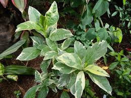 Image result for Pseuderanthemum