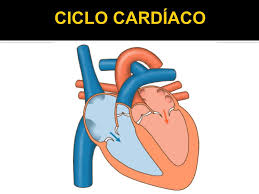 Ciclo cardíaco