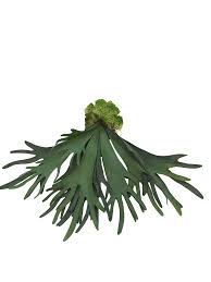 Image result for parožnatka Platycerium