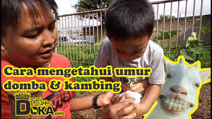 Check spelling or type a new query. Mengetahui Umur Kambing Dan Domba Raja Domba Kambing Pasar Hewan Youtube