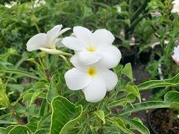 However did you know that there is a white version of the iconic purple jacaranda tree that is so prominent throughout brisbane during spring? Plant Of The Month Manawee Garden Centre