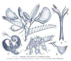 Image result for Aeschynomene sensitiva