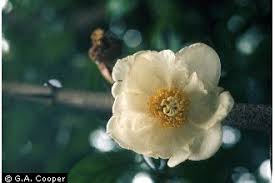 Image result for Oncoba