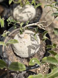 Image result for Raphionacme procumbens