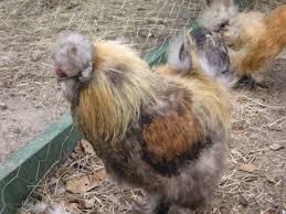 Maybe you would like to learn more about one of these? Rare Bantam Chicks For Sell In Ga Will Ship Anywhere Many Breeds Fancy Chickens Chicken Breeds Pet Chickens
