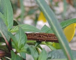 Image result for Ludwigia erecta