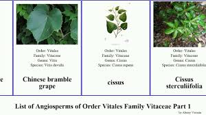 Image result for Cissus cornifolia