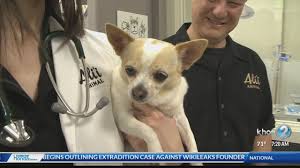 Get cash back for the regular exams and preventive treatments your pet needs to stay healthy. Love Your Pet Wellness Plans For Pets Youtube