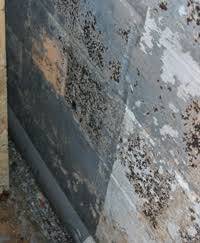 Maybe you would like to learn more about one of these? Basement Finishing With Waterproof Mold Resistant Materials