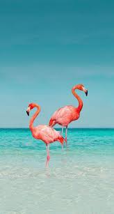 Iphone And Android Wallpapers Flamingo Wallpaper For Iphone And Android In 2020 Flamingo Wallpaper Android Wallpaper Flamingo Pictures