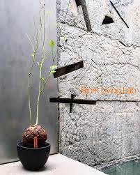 Image result for Neorautanenia mitis