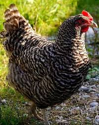 Pin Von Trudy Auf Barns Quilts Barnquilts Chickens Aprons All This Looks So Nice Together Huhner Rassen Huhnerrassen Huhnerrassen Bilder