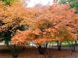 We did not find results for: Amelanchier Canadensis Ornamental Trees Plants Trees And Shrubs
