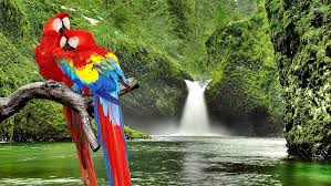Hd Wallpaper Parrots Waterfall Jungle Lake Animals Tree Beauty In Nature Wallpaper Flare Select a beautiful wallpaper and click the yellow download button below the image. hd wallpaper parrots waterfall