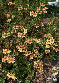 Image result for Brownleea mulanjiensis