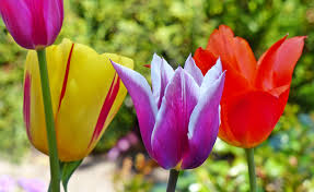 We did not find results for: Red Yellow And Purple Tulips Free Image Peakpx