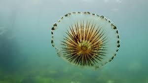Hirnlose Jäger - Medusen beweisen Anpassung in den Gewässern der Welt