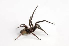 10 Common Spiders In Georgia Spider Identification And