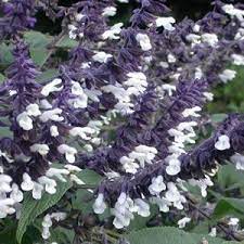 Pin On Flowers