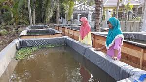 Kolam renang mungil di bagian atas rumah Menyulap Halaman Rumah Jadi Kolam Ikan Ini Yang Terjadi Di Desa Banua Hanyar Hulu Banjarmasin Post
