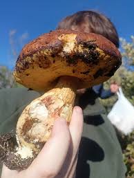 Image result for Boletus projectelloides