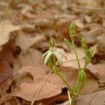 Image result for Tacazzea