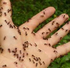 We use the key principles of integrated pest management to create a customized program that effectively. One Hour Pest Control In Nj Pest Control Exterminators In New Jersey Bloomfield Nutley Belleville West Orange East Orange Newark Montclair Cedar Grove Freehold Nj 24 Hour Pest Control In