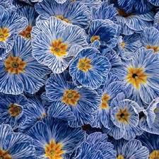 While they do well with full sun, they can also thrive in partial shade. Spring Hill Nurseries 3 In Pot Blue Zebra Primros Primula Live Deciduous Plant White And Blue Flowering Perennial 1 Pack 64577 Shade Perennials Flower Garden Plans Flowering Shade Plants