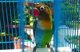 Harga lovebird violet sable head kepala elang. Jenis Burung Lovebird Termahal Rokan Hulu Net
