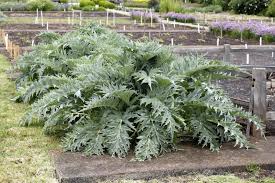 I add a bay leaf, some garlic, and a slice of lemon to the. Companions For Artichoke What To Plant Next To Artichokes In The Garden