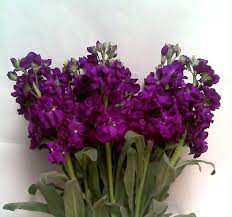 Stock Flower Types Of Flowers Purple Flowers