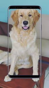 We did not find results for: Golden Retriever Dogs Wallpapers And Backgrounds For Android Apk Download