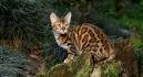 Known species of wild cats - Wild Cats Magazine
