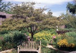 Image result for Artabotrys collinus