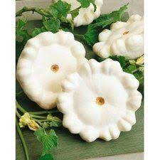 Maybe you would like to learn more about one of these? White Scallop Squash Recipes Adam S Heirlooms Summer Squash Recipes White Scallop Squash Recipes Scalloped Squash