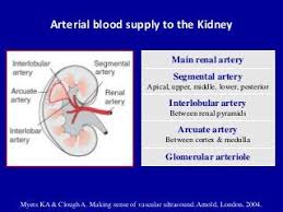Doppler Ultrasound Of The Kidneys Ultrasound Vascular Ultrasound Vascular
