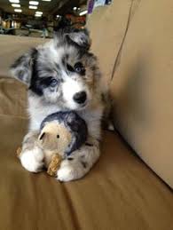 Do australian shepherds like other dogs? Steve Langis Knobless Profile Pinterest