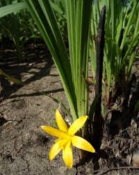 Image result for Curculigo pilosa